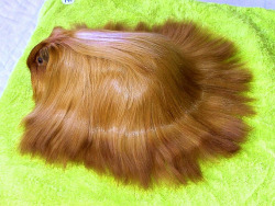 changeisinevitableinlife:  vanjalen2:  this guinea pig has nicer hair than me  for a split second I thought it was a toupee 