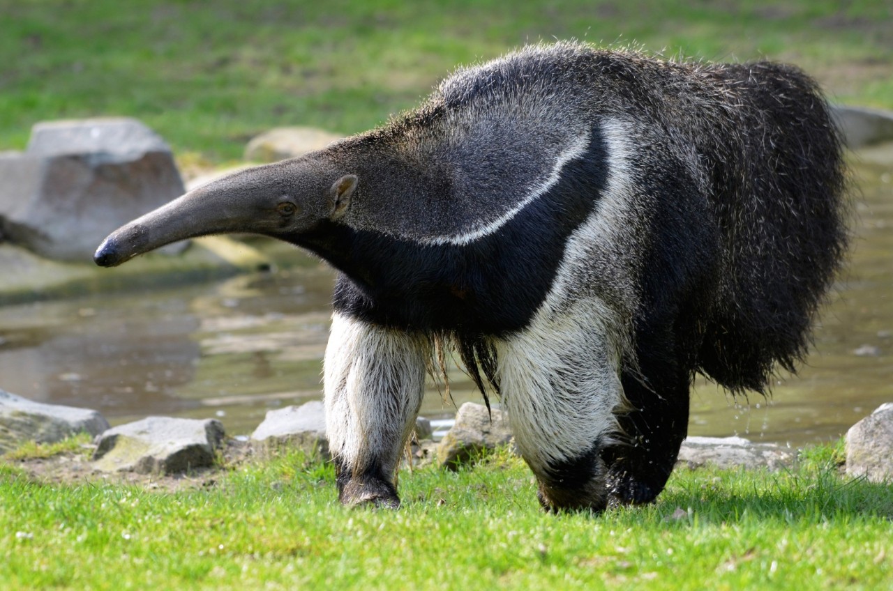 Vítimas do tráfico, saguis podem levar macacos à extinção