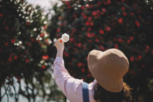 2022-03-27Spring, CamelliaCanon EOS R3 + RF50mm f1.2LInstagram  |  hwantastic79vivid