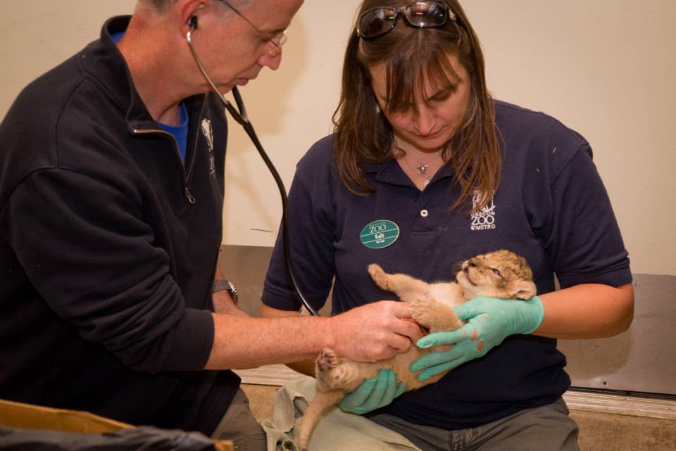 zooborns:  Oregon Zoo’s Lion Pride Grows  Neka, a 6-year-old African lion at the