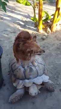 sizvideos:  This dog is riding a tortoise