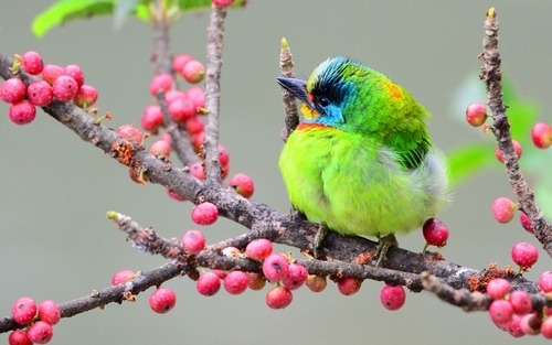 Asian woodpecker en We Heart It. http://weheartit.com/entry/74478904/via/GraffaittMe0w