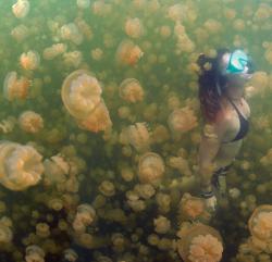 blazepress:  Snorkler swimming amongst thousands