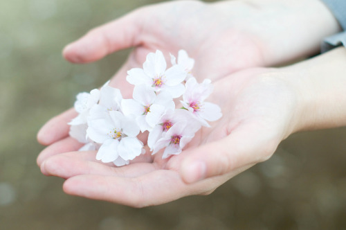 ~~春の花~~