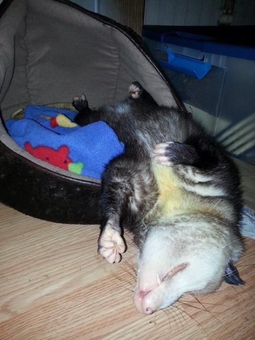 opossummypossum:I love them. So much. I love them so muchchvhhhhch