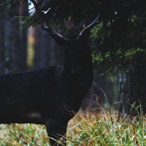 arcusxx:black fallow deer seen in the Barycz Valley - Landscape Park in Poland