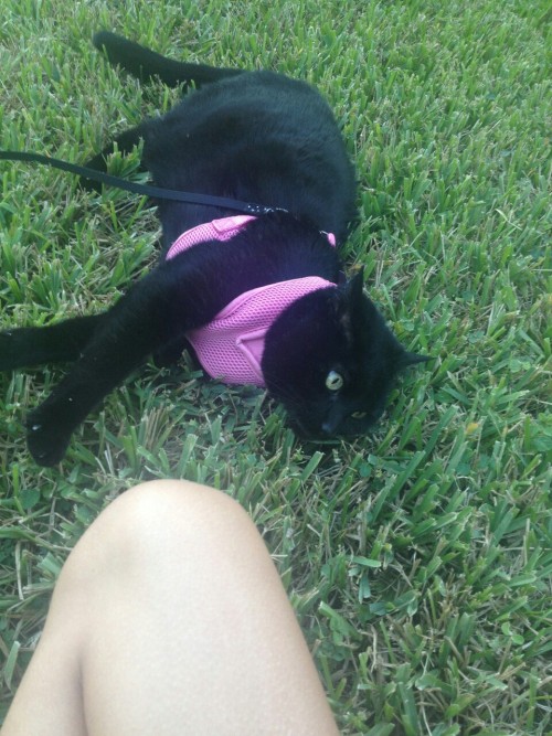 eloquentmadness: unflatteringcatselfies: Stanley enjoying the outdoors. He always wants to go outsid