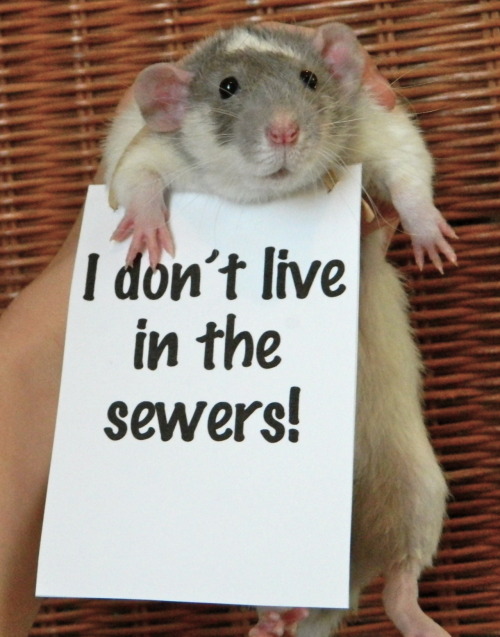 the-brightestgreen:  starlightcitylights:  a-spoopy-impala:  aloeeatsthef-kingsky:  THE SECOND ONE LOOKS SO DAMN HAPPY  LOOK AT THE LAST ONE HES HOLDING THE SIGN UP  Actually I think pet rats are awesome…is that weird?  I had a pet rat growing up, and