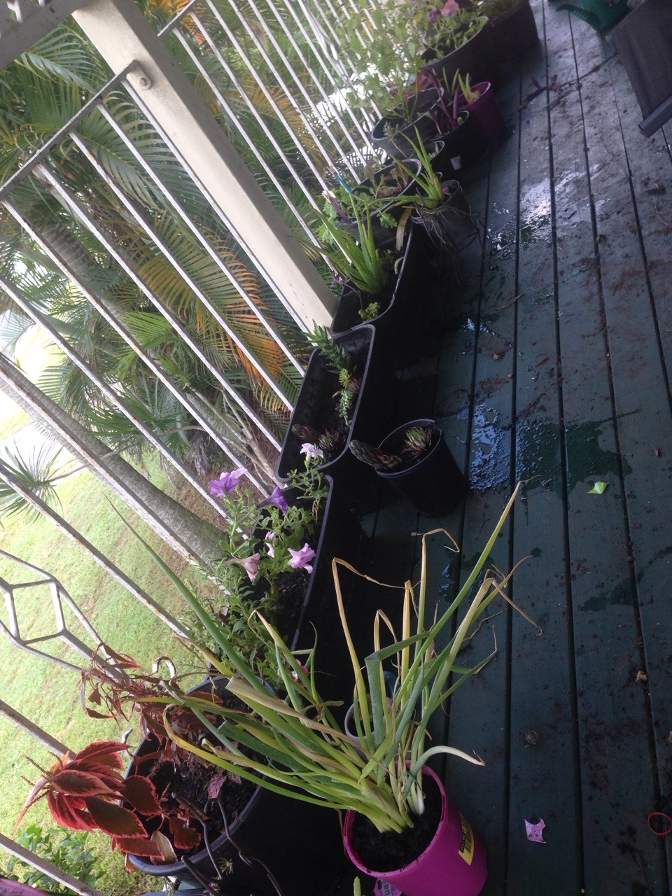 moon-faes:So in less than two weeks I’ve collected over 70 plants! This balcony