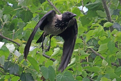 ainawgsd:Hooded CrowThe hooded crow, with its contrasted greys and blacks, cannot be confused with e