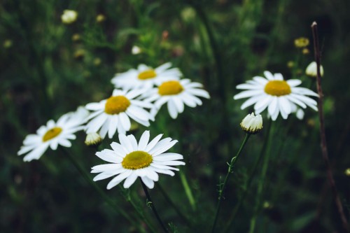 snorkeldink:Daisies