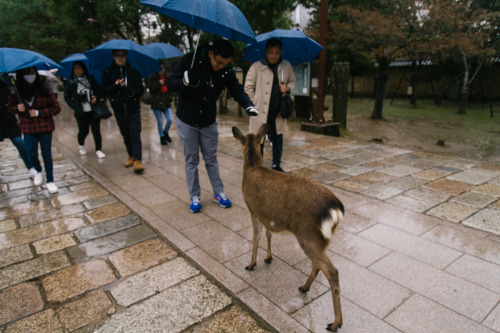 To Nara.Canon 5D & 24-105mm f/4L. Dec, 2016.