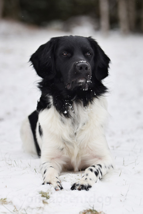 Snow on his nose