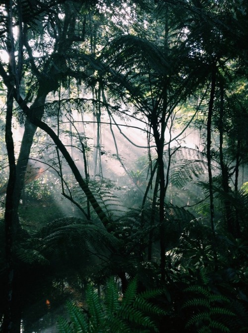 oceaniatropics: cow bay, north queensland, australia, by laceondiyne