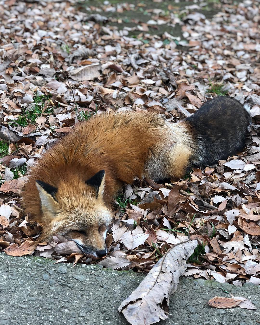 everythingfox:  Miyagi Zao Fox Village📷: Zoe Pasco