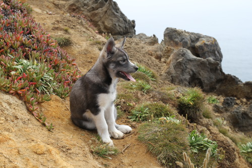 dayzea: She still has soooo much exploring to do!!!!! Lost Coast, California.