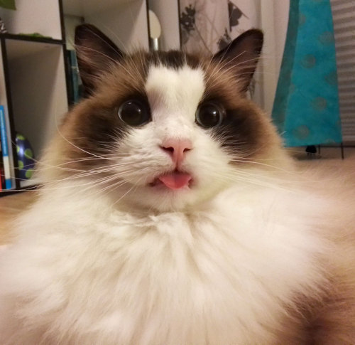 its-a-cat-world: He forgot about his tongue for five minutes