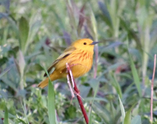 This was just luck. Yellow warblers hardly ever sit still but this one had been tussling with anothe