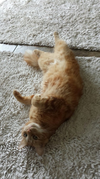 pabuthefirecat: Pabu’s exercise tip Pabu: don’t forget: stretch before exercising &helli