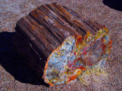 blazepress:  Log of fossilized white oak.