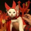 hell-cat-posts
