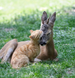 coffeenuts:  More Unlikely Animal Friends It seems there are a lot of animals out there who don’t mind making friends outside of their species. Here’s a fresh list of unlikely animal friends 