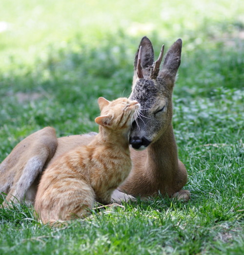 miclift:jewlesthemagnificent:coffeenuts:More Unlikely Animal FriendsIt seems there are a lot of anim