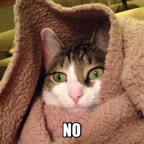 unflatteringcatselfies:  Poe is a pretty boy