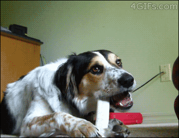 mexpineapple:thecosmicfootprint:ydrill:The infinite patience of dogs.that last one though ‘Fuck you,