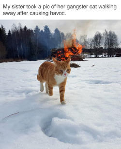 tastefullyoffensive:  Cool cats don’t look at explosions. (via subtractive)