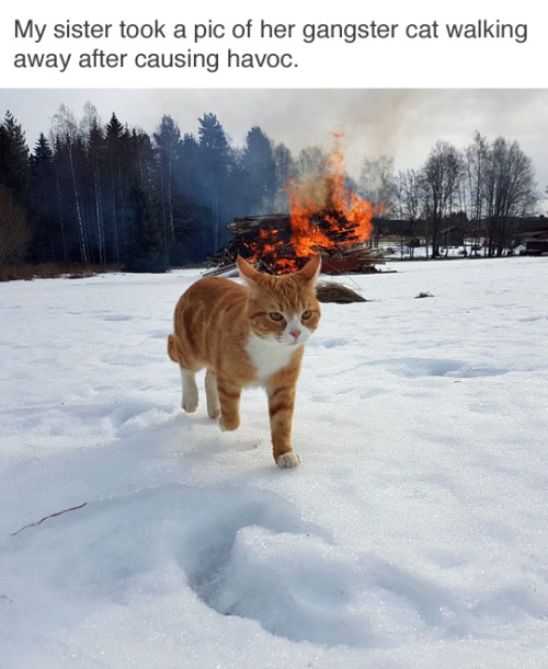 Cool Cats Don’t Look At Explosions. (via Subtractive)