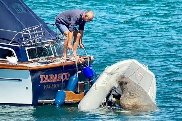 A frantic man standing on a boat, trying to shoo a Walrus off a small inflatable dinghy attached to the stern. The walrus looks inquisitive. 
