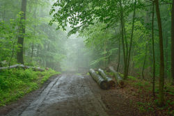 euph0r14:  nature | “misty forest” |