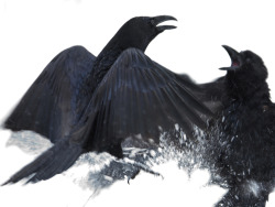 mordacool20:  Corvus corax, Bialowieza, January