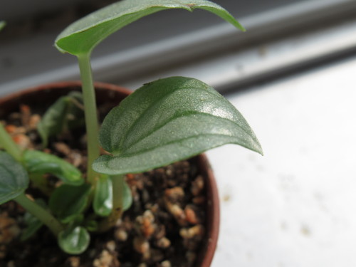 altispinax