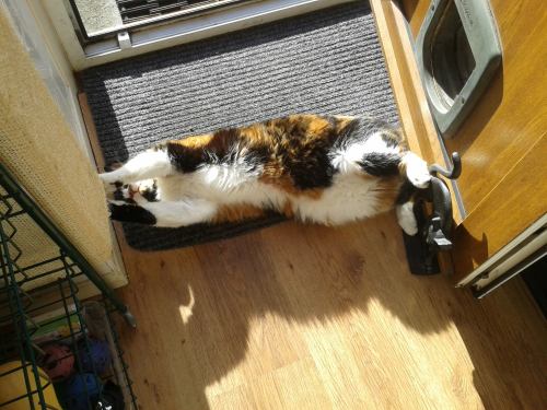 XXX catsbeaversandducks:  The Sunbeam Has Claimed photo