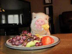 vegasmo:  violentbaudelaire:  this is the only kind of instance I want to see a pig on the table  And the only instance one ever should. 