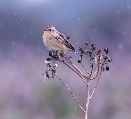 Whinchat (Saxicola rubetra) &gt;&gt;by Ian Mears