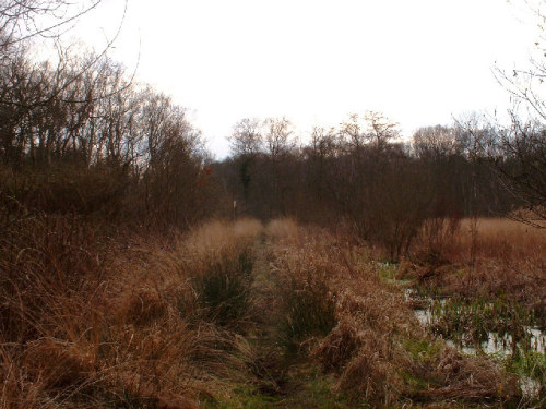 Part of the Sweet Track on Shapwick Heath (Somerset Levels, Somerset, England). Long causeways were 