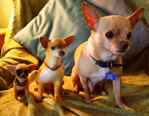 fuckyeahchihuahua:  evolution of the chihuahua by ellen jo roberts