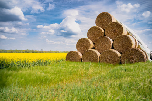 haylagedallgow-döberitz, brandenburg, 2022