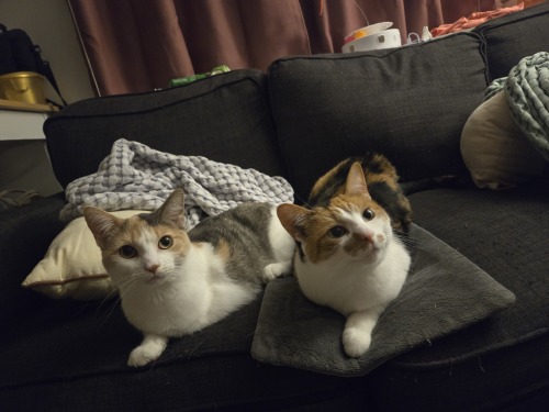 Blazing These Pics Of Pepper (moustache) And Sweet Potato (pastel No Moustache) Please Enjoy