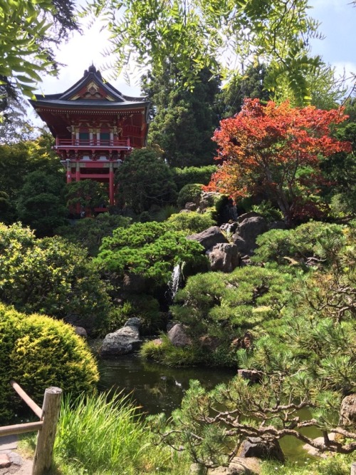 akuma-zed: Japanese Tea Garden