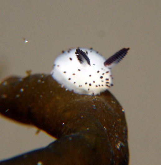 buzzfeed:  People Are Going Crazy Over These Adorable “Sea Bunny” Slugs