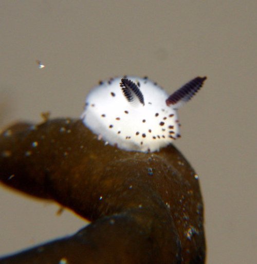 buzzfeed:People Are Going Crazy Over These Adorable “Sea Bunny” Slugs 