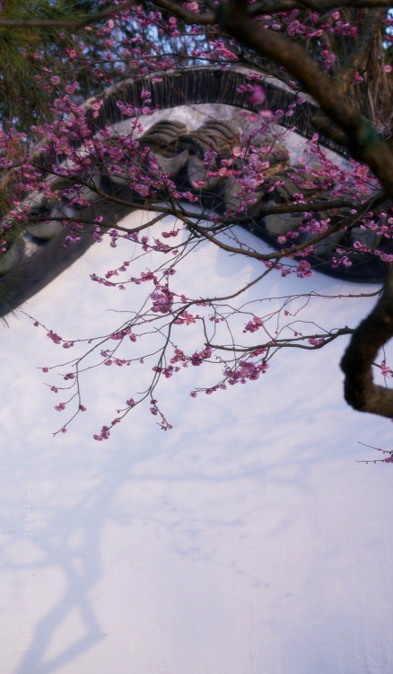 plum blossoms by 微风吹淡的蓝
