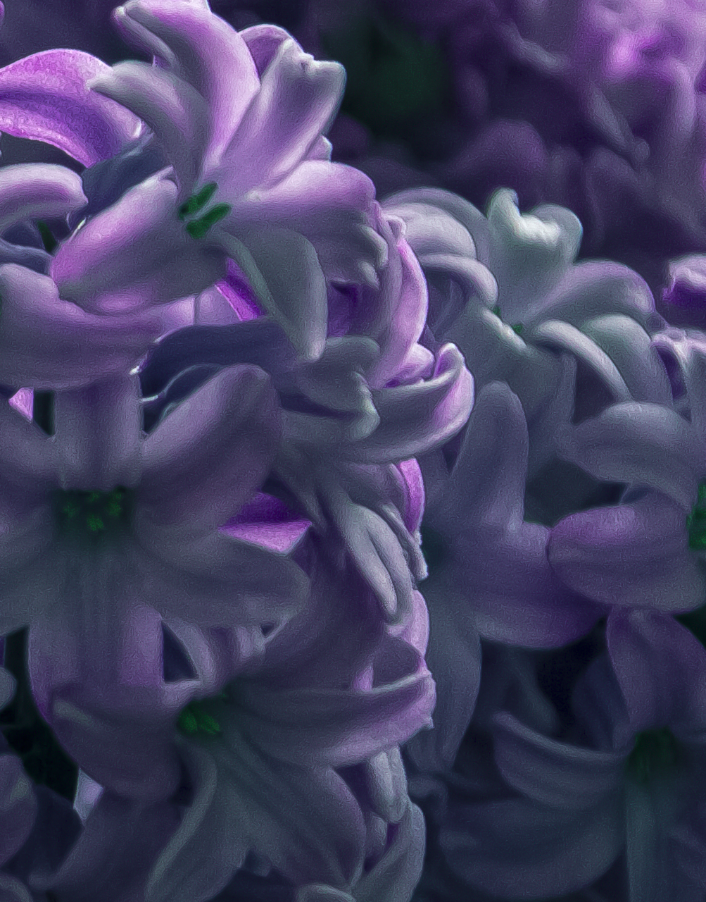 enstasis:Hyacinthus was a handsome young Spartan prince loved by the gods Apollo