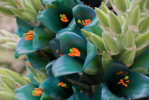 kudzukudza: Spiny pineapple (Puya berteroniana) Turquoise blooms! 