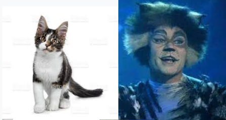 Jelicle Cats As Real Cats! TheKittin