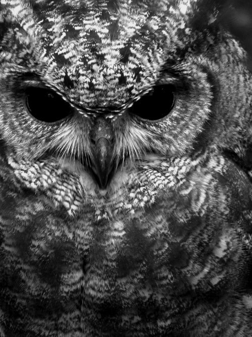 twitter.com/espikvlt.com